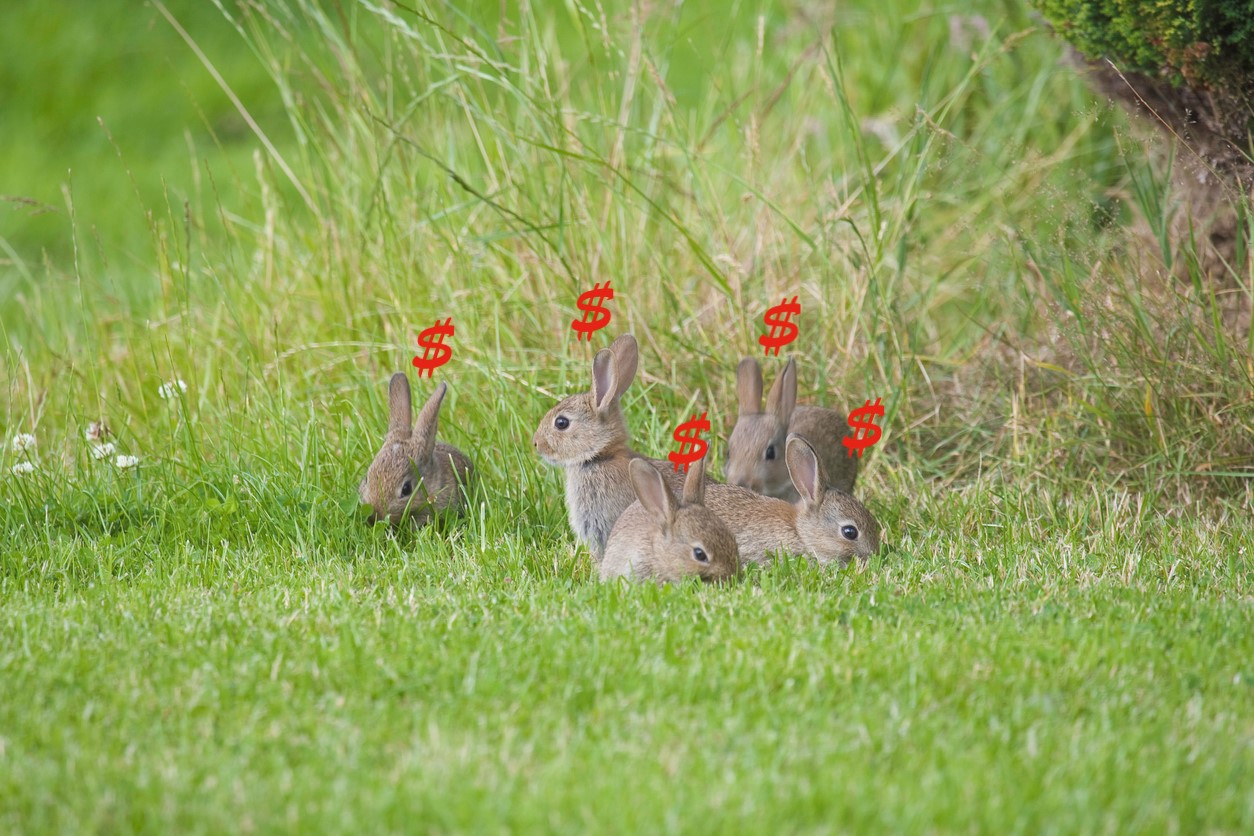 Rabbits and Dollars